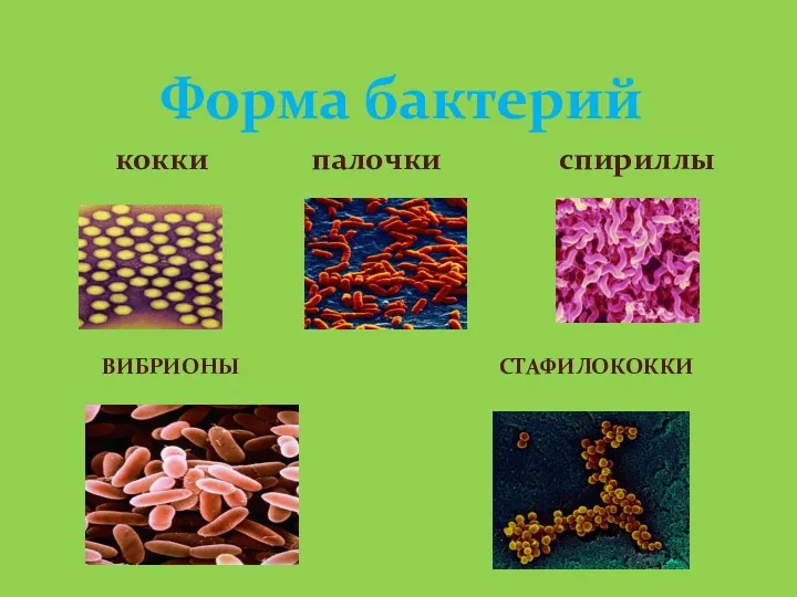 Вибрионы стафилококки Форма бактерий кокки палочки спириллы