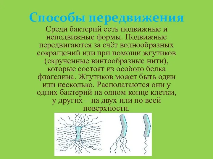 Способы передвижения Среди бактерий есть подвижные и неподвижные формы. Подвижные