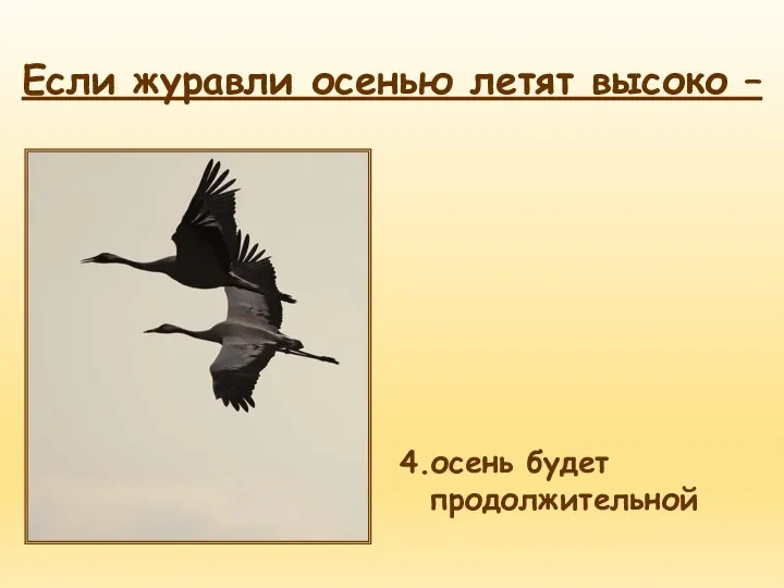 4.осень будет продолжительной Если журавли осенью летят высоко –