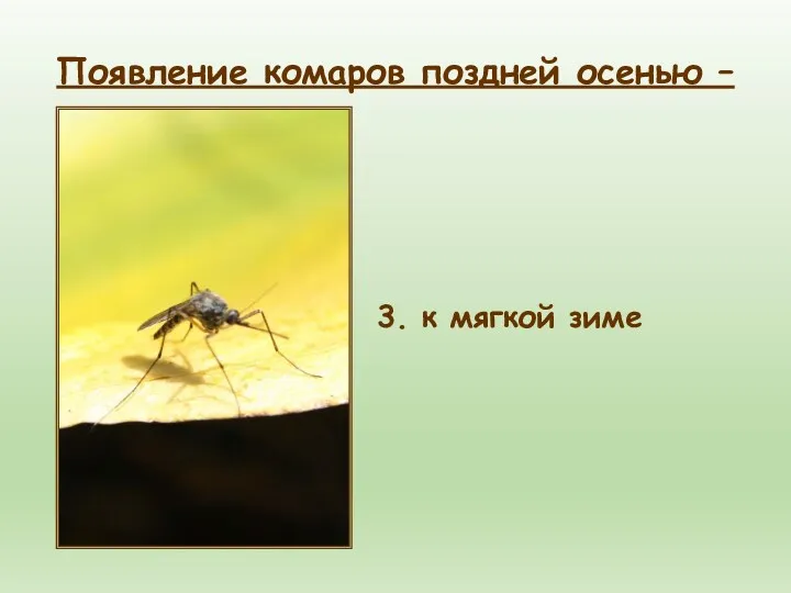 3. к мягкой зиме Появление комаров поздней осенью –