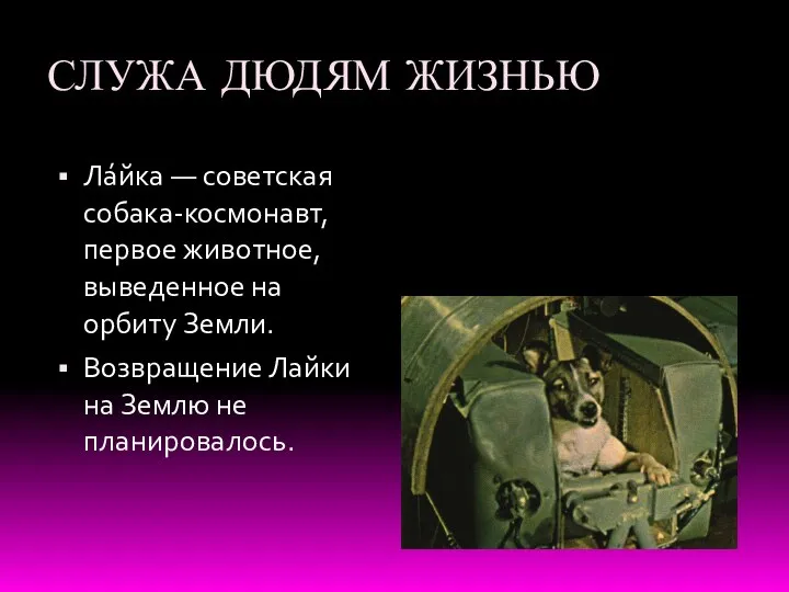 СЛУЖА ДЮДЯМ ЖИЗНЬЮ Ла́йка — советская собака-космонавт, первое животное, выведенное
