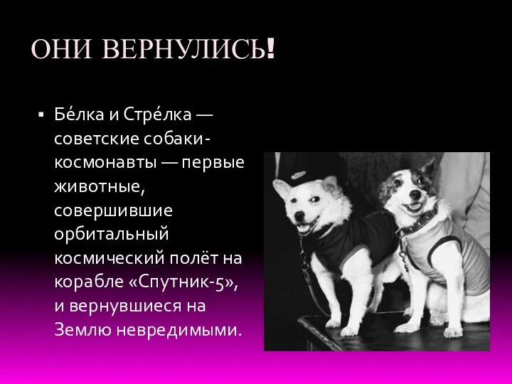 ОНИ ВЕРНУЛИСЬ! Бе́лка и Стре́лка — советские собаки-космонавты — первые