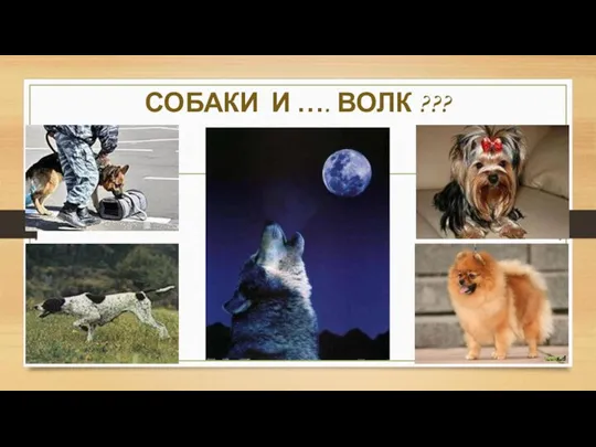 СОБАКИ И …. ВОЛК ???