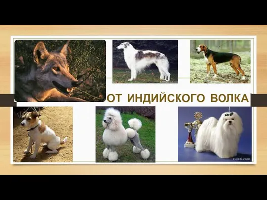 ОТ ИНДИЙСКОГО ВОЛКА