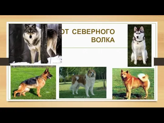 ОТ СЕВЕРНОГО ВОЛКА