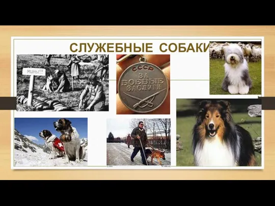 СЛУЖЕБНЫЕ СОБАКИ