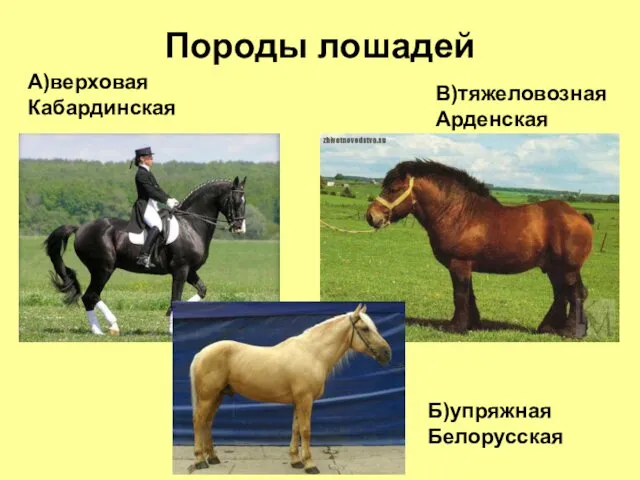 Породы лошадей А)верховая Кабардинская Б)упряжная Белорусская В)тяжеловозная Арденская