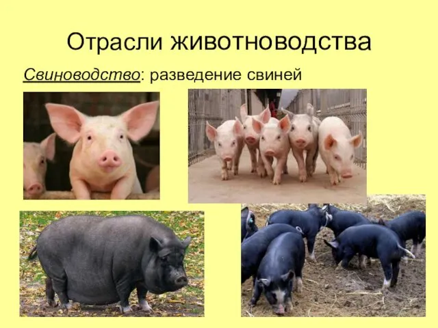 Отрасли животноводства Свиноводство: разведение свиней