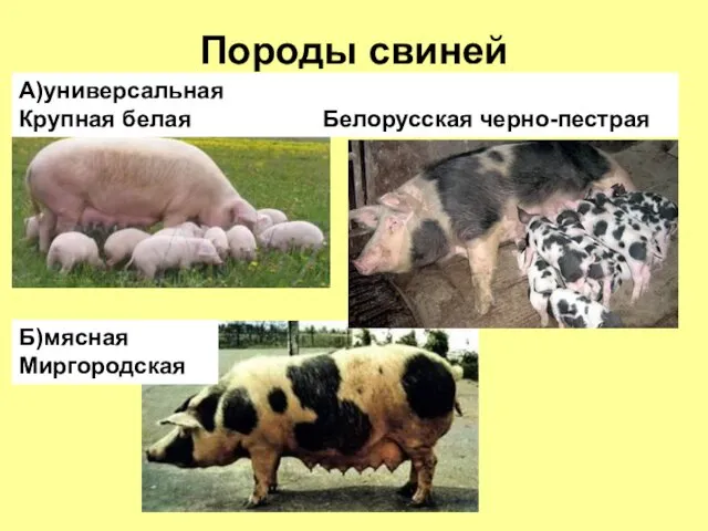 Породы свиней А)универсальная Крупная белая Белорусская черно-пестрая Б)мясная Миргородская
