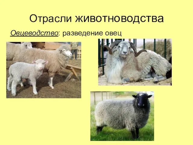 Отрасли животноводства Овцеводство: разведение овец