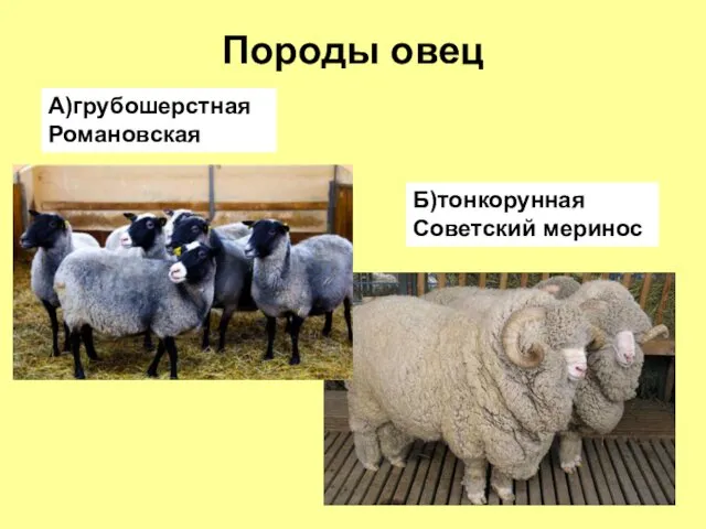 Породы овец Б)тонкорунная Советский меринос А)грубошерстная Романовская