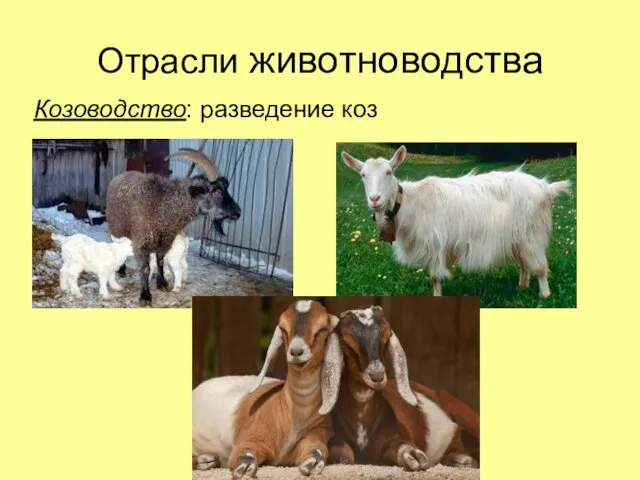 Отрасли животноводства Козоводство: разведение коз