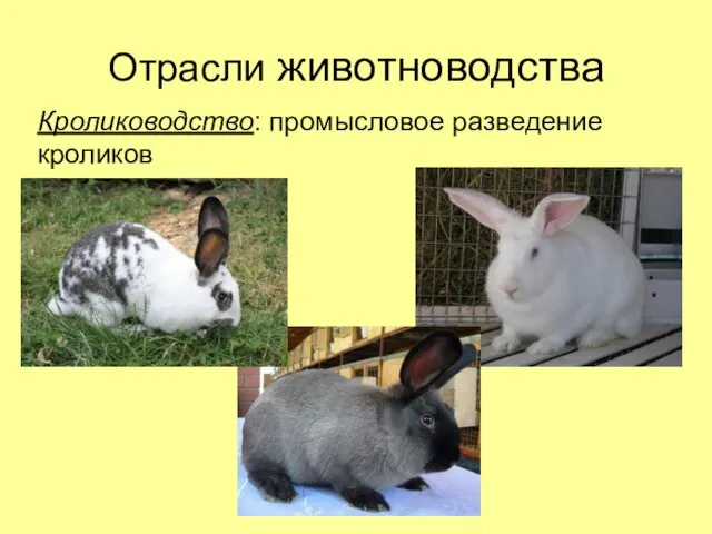 Отрасли животноводства Кролиководство: промысловое разведение кроликов