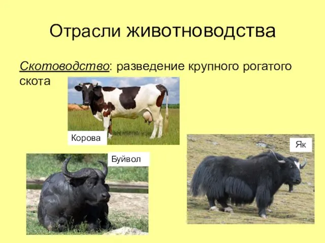 Отрасли животноводства Скотоводство: разведение крупного рогатого скота Як Буйвол Корова