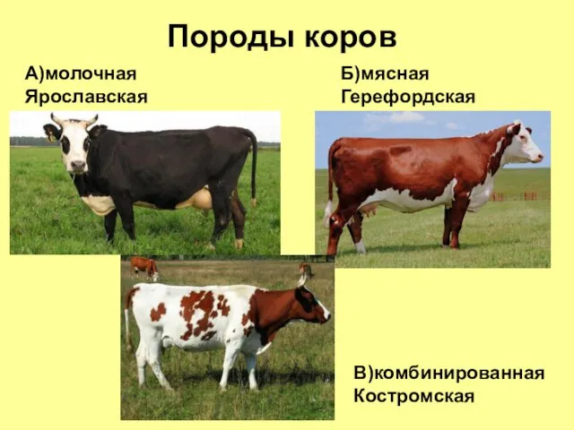 Породы коров А)молочная Ярославская Б)мясная Герефордская В)комбинированная Костромская
