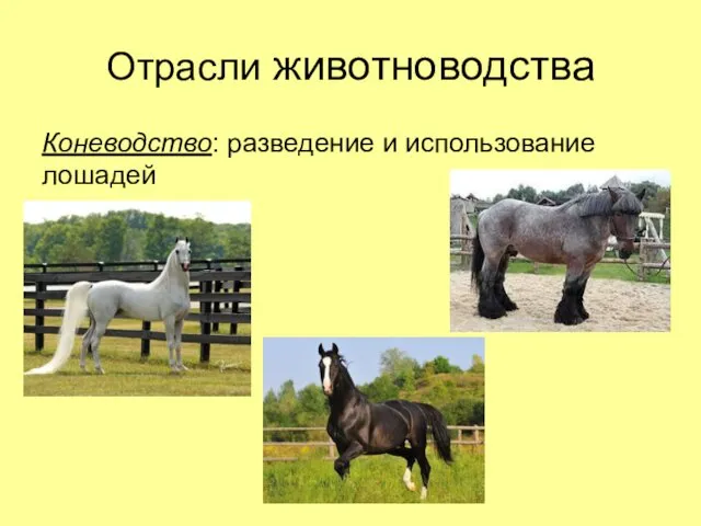 Отрасли животноводства Коневодство: разведение и использование лошадей