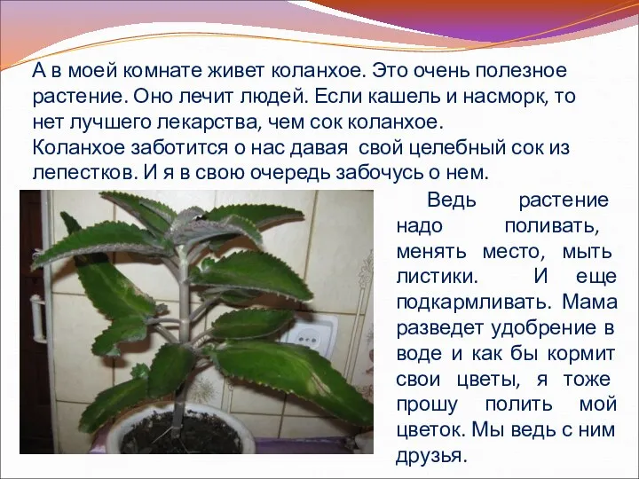 А в моей комнате живет коланхое. Это очень полезное растение.