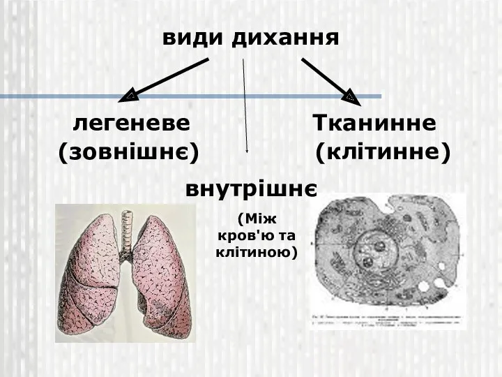 види дихання легеневе Тканинне (зовнішнє) (клітинне) внутрішнє (Між кров'ю та клітиною)
