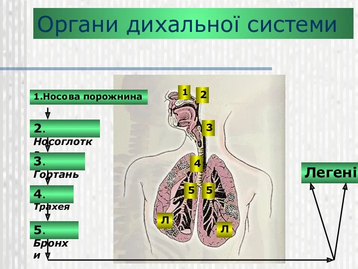Органи дихальної системи 1.Носова порожнина 2.Носоглотка 3.Гортань 5.Бронхи 4.Трахея Легені
