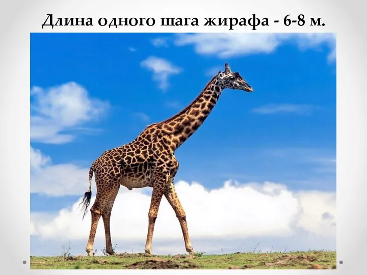 Длина одного шага жирафа - 6-8 м.
