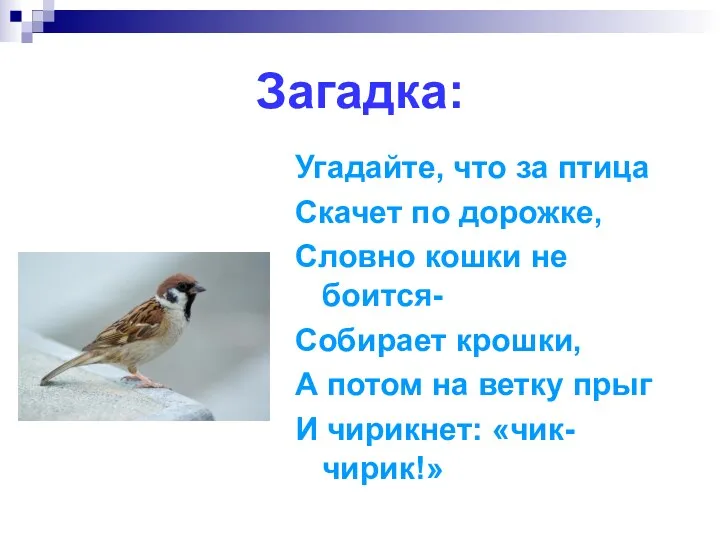 Загадка: Угадайте, что за птица Скачет по дорожке, Словно кошки