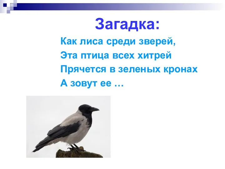 Загадка: Как лиса среди зверей, Эта птица всех хитрей Прячется