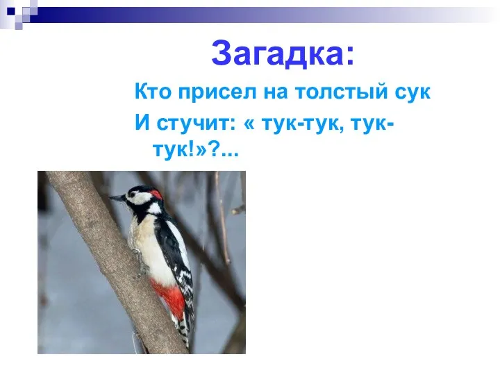 Загадка: Кто присел на толстый сук И стучит: « тук-тук, тук-тук!»?...