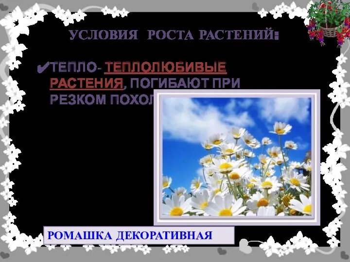 УСЛОВИЯ РОСТА РАСТЕНИЙ: ТЕПЛО- ТЕПЛОЛЮБИВЫЕ РАСТЕНИЯ, ПОГИБАЮТ ПРИ РЕЗКОМ ПОХОЛОДАНИИ РОМАШКА ДЕКОРАТИВНАЯ