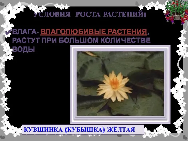 УСЛОВИЯ РОСТА РАСТЕНИЙ: ВЛАГА- ВЛАГОЛЮБИВЫЕ РАСТЕНИЯ, РАСТУТ ПРИ БОЛЬШОМ КОЛИЧЕСТВЕ ВОДЫ КУВШИНКА (КУБЫШКА) ЖЁЛТАЯ