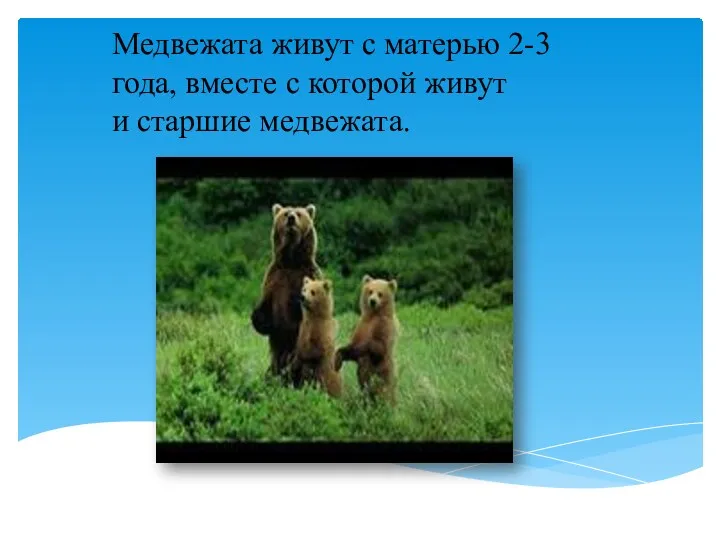 Медвежата живут с матерью 2-3 года, вместе с которой живут и старшие медвежата.