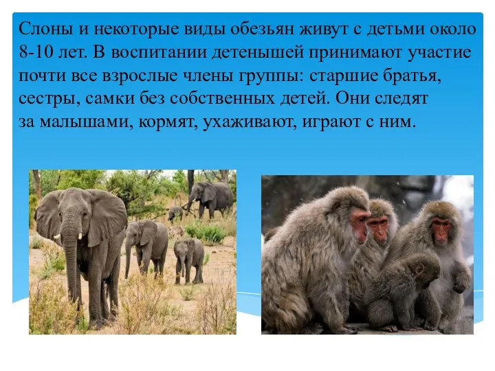 Слоны и некоторые виды обезьян живут с детьми около 8-10