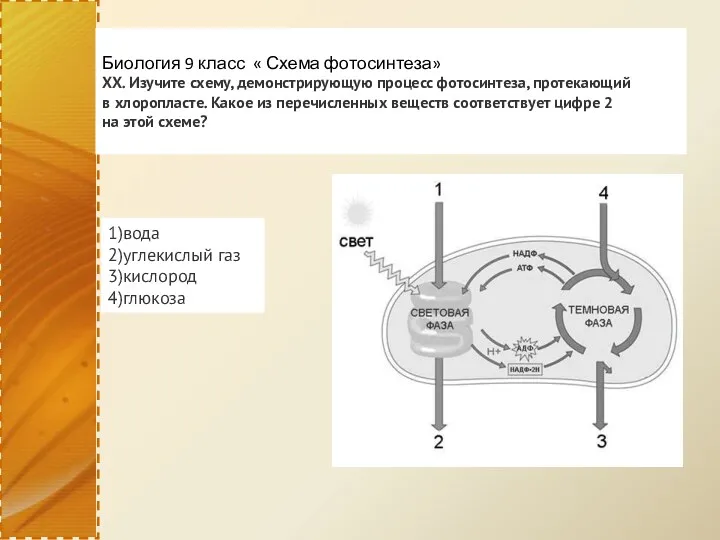 Биология 9 класс « Схема фотосинтеза» XX. Изучите схему, демонстрирующую