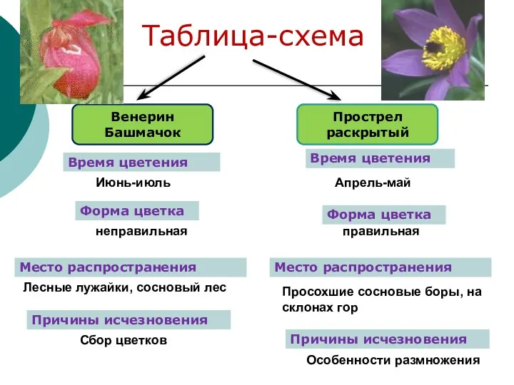 Таблица-схема Венерин Башмачок Прострел раскрытый Июнь-июль Апрель-май неправильная правильная Лесные лужайки, сосновый лес