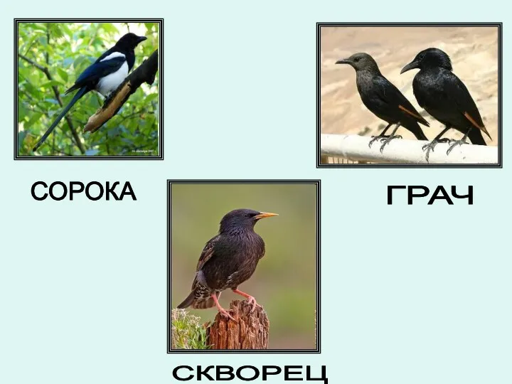 СОРОКА ГРАЧ СКВОРЕЦ