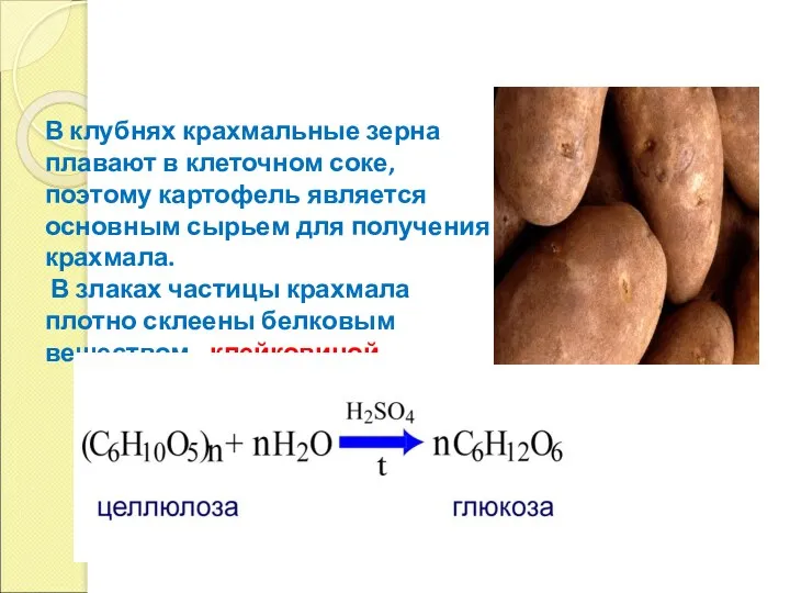 В клубнях крахмальные зерна плавают в клеточном соке, поэтому картофель является основным сырьем