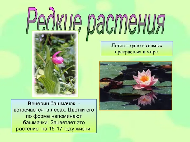 Редкие растения Венерин башмачок -встречается в лесах. Цветки его по