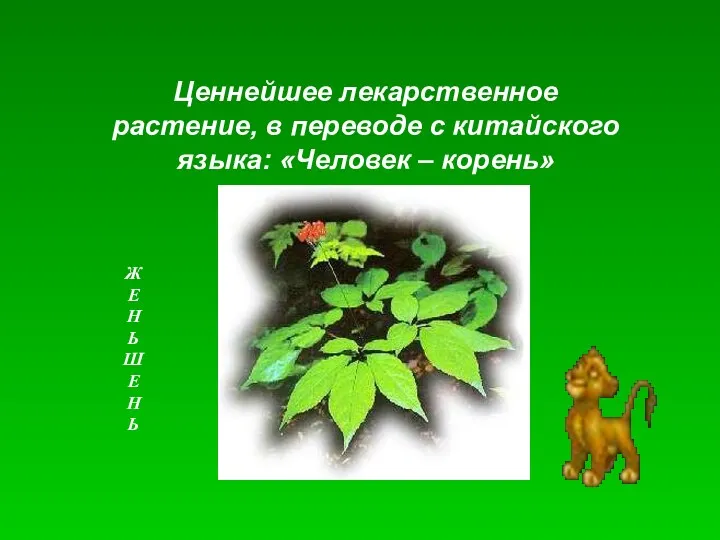 Ценнейшее лекарственное растение, в переводе с китайского языка: «Человек –