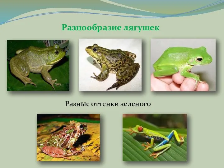 Разнообразие лягушек Разные оттенки зеленого
