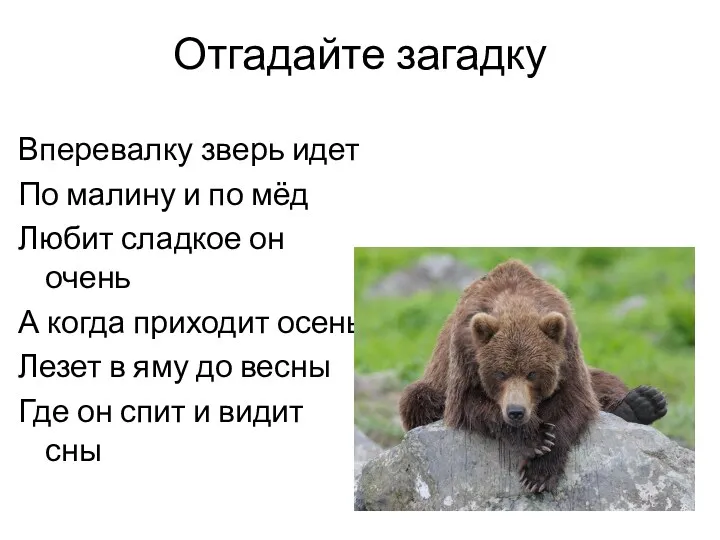 Отгадайте загадку Вперевалку зверь идет По малину и по мёд