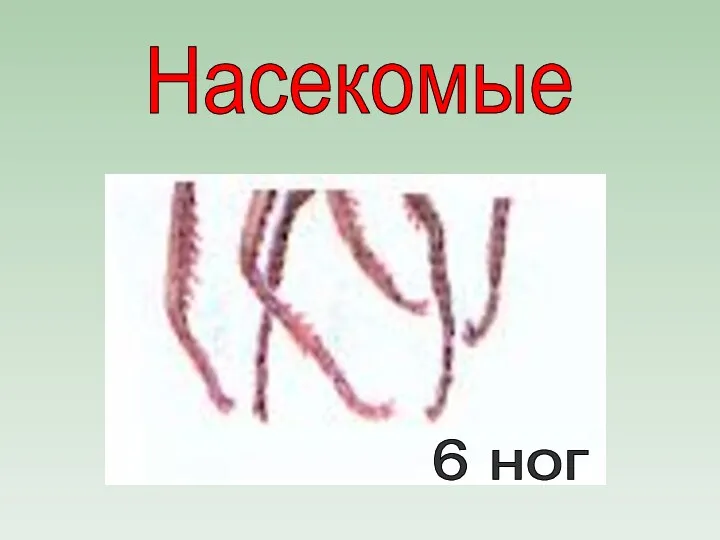 Насекомые 6 ног