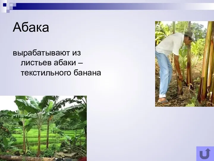 Абака вырабатывают из листьев абаки – текстильного банана