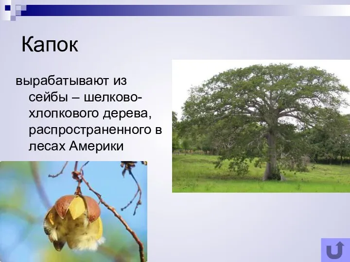 Капок вырабатывают из сейбы – шелково-хлопкового дерева, распространенного в лесах Америки