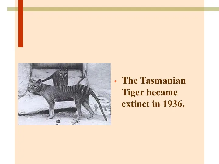 The Tasmanian Tiger became extinct in 1936.