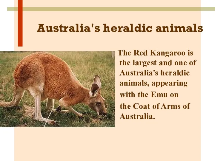 Australia's heraldic animals The Red Kangaroo is the largest and one of Australia's