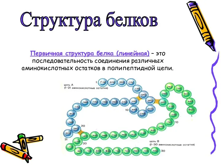 Структура белков Первичная структура белка (линейная) – это последовательность соединения различных аминокислотных остатков в полипептидной цепи.