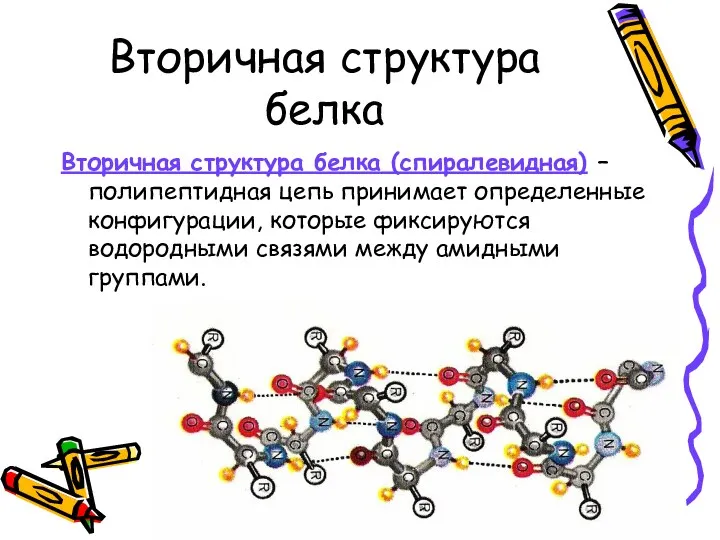 Вторичная структура белка Вторичная структура белка (спиралевидная) – полипептидная цепь принимает определенные конфигурации,