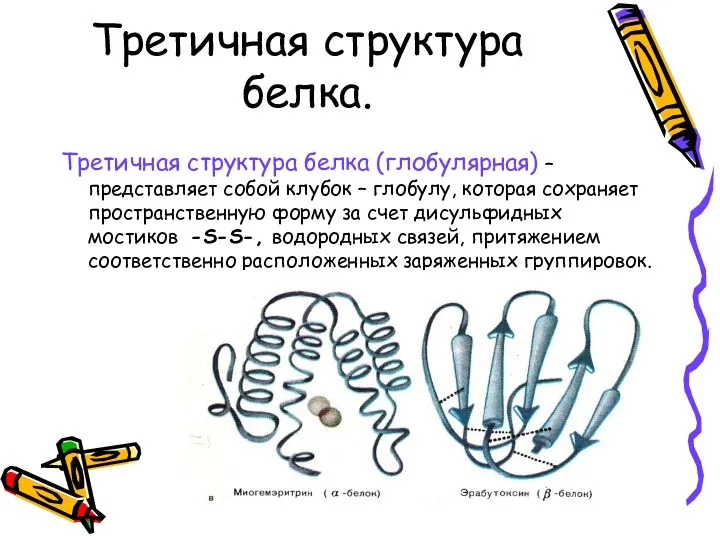 Третичная структура белка. Третичная структура белка (глобулярная) – представляет собой клубок – глобулу,