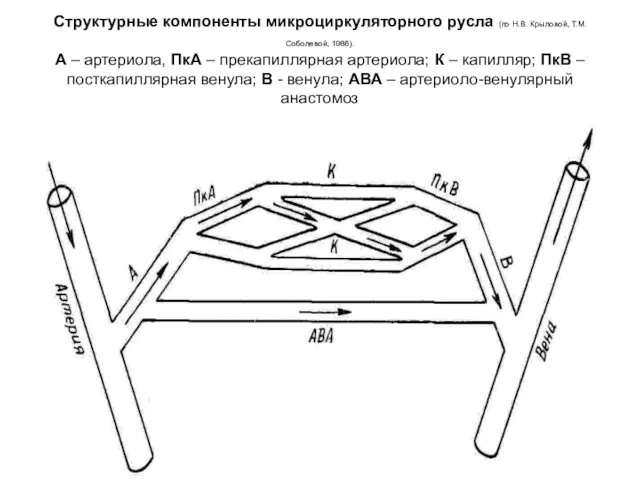 Структурные компоненты микроциркуляторного русла (по Н.В. Крыловой, Т.М. Соболевой, 1986).