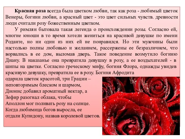 Красная роза всегда была цветком любви, так как роза - любимый цветок Венеры,