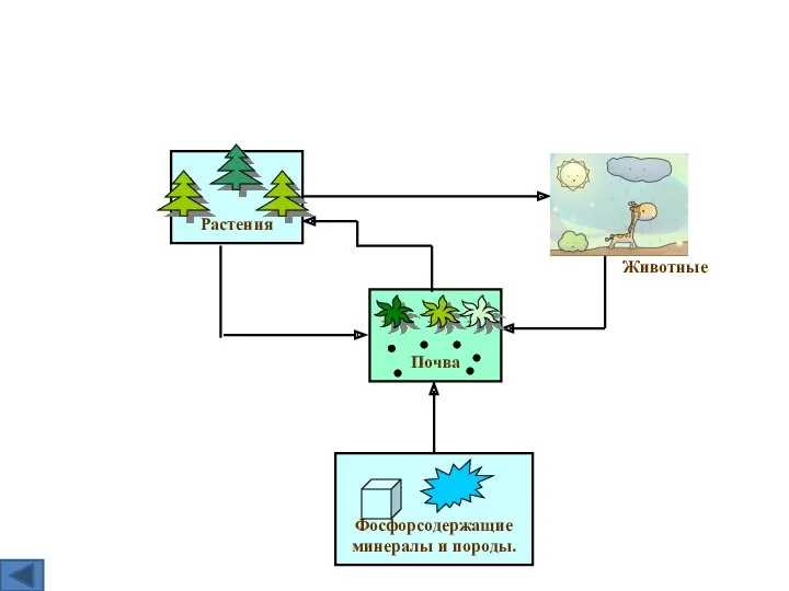 Фосфорсодержащие минералы и породы. Почва Растения Животные Круговорот фосфора в природе